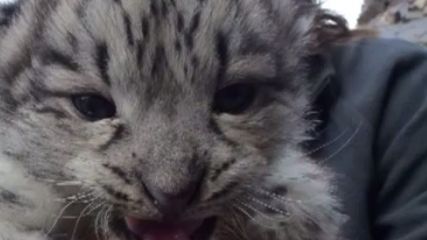 Snow Leopard's Fate Hinges on Historic Talks (Op-Ed) | Live ...