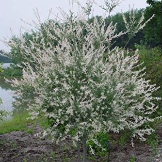 Japanese Willow - Salix 'hakaro Nishiki' | 3 Gallon Size Container