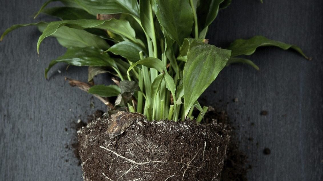 How To Propagate Peace Lily Plants: Complete How-To Guide | Gardening Know  How