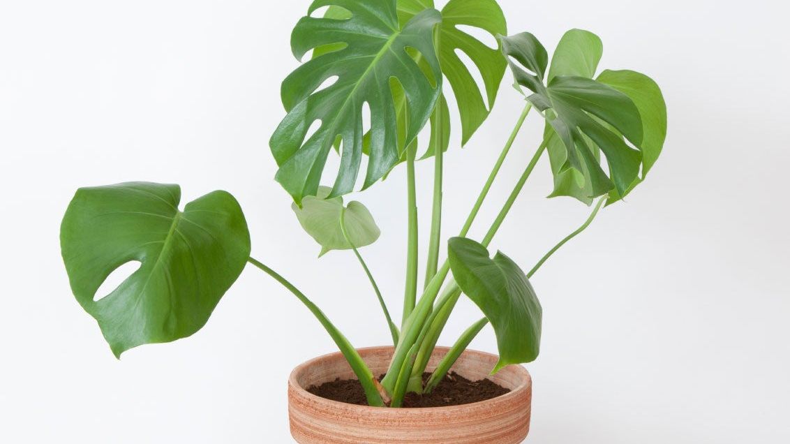 When And How To Repot A Swiss Cheese Plant | Gardening Know How