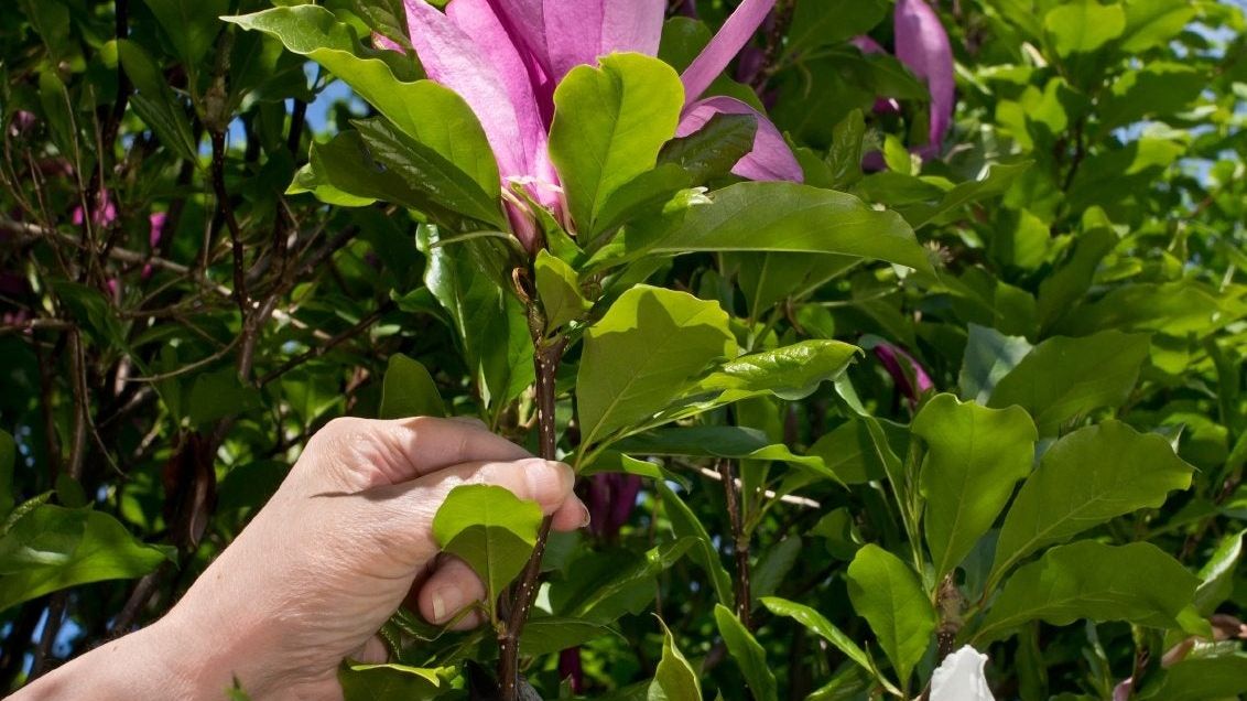 Magnolia Tree Branch Propagation