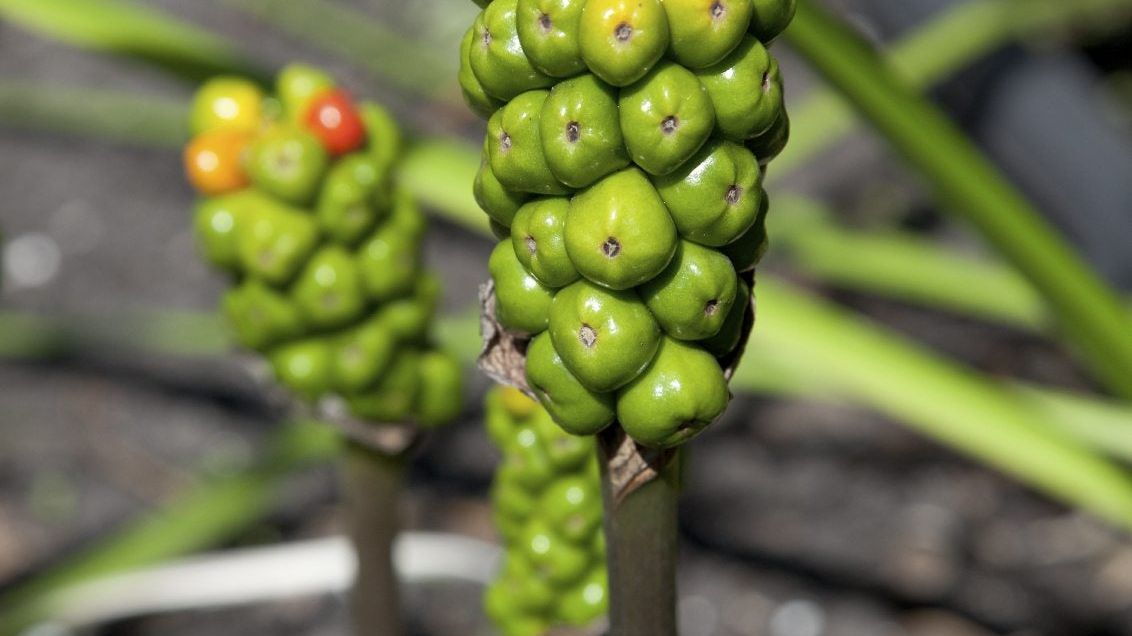 buy fruit plants online Buy Top 5 Fruits Plants to Grow in Pot online from Nurserylive at lowest  price