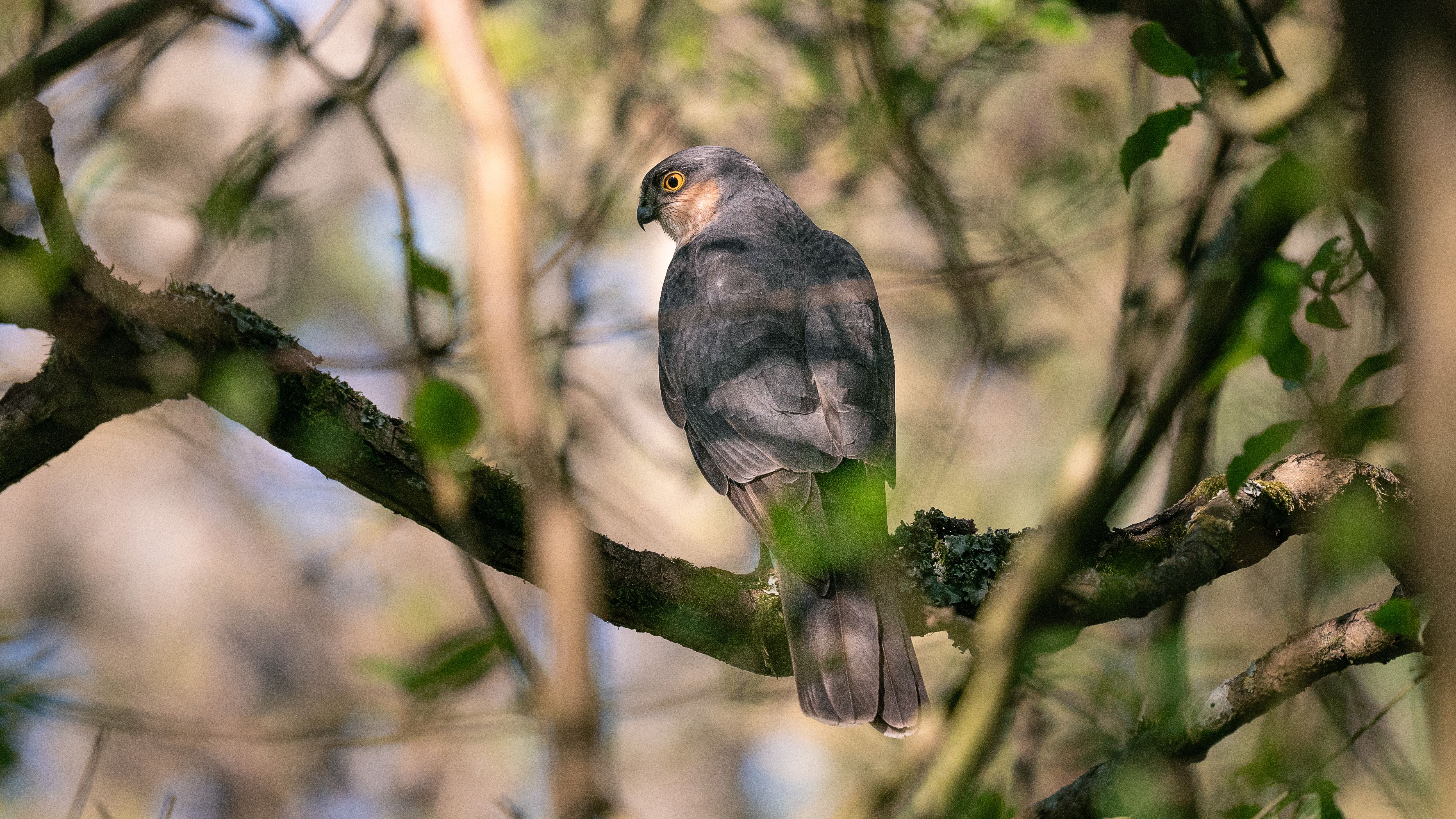 Sparrow hawk at Slimbridge Wetland Centre in a tree