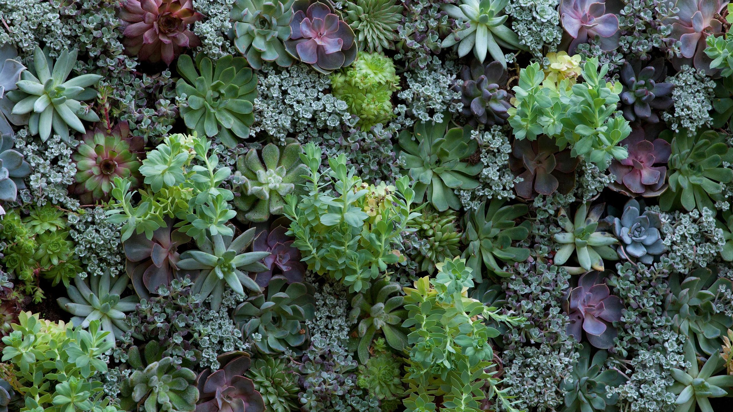 california native wildflower seeds California Native Wildflower Mix (pack)