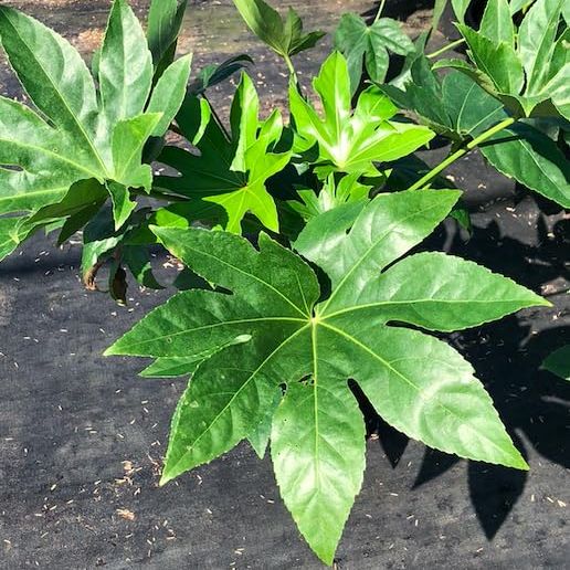(3 Gallon) Fatsia Japonica, Outstandingly Attractive Foliage, Has Huge, Up to 12 in Wide Leaves, Deeply Lobed and Slightly Serrated. Evergreen, Popular Shrub Known for Its Tropical Appearance