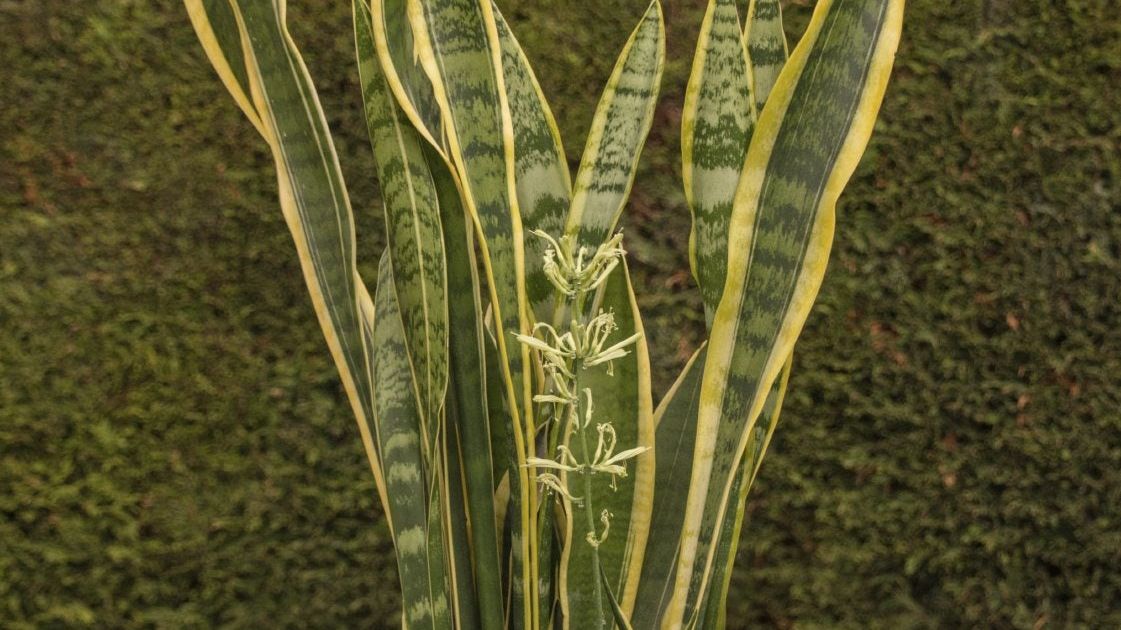My Snake Plant Is Drooping: Reasons For Mother In Law Tongue With Drooping  Leaves | Gardening Know How