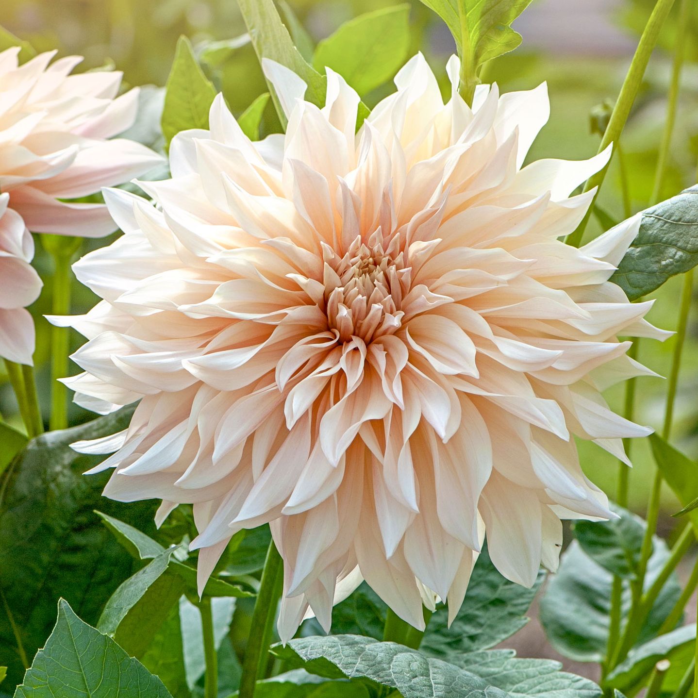 pale peach-pink color Cafe au Lait dahlia flowers