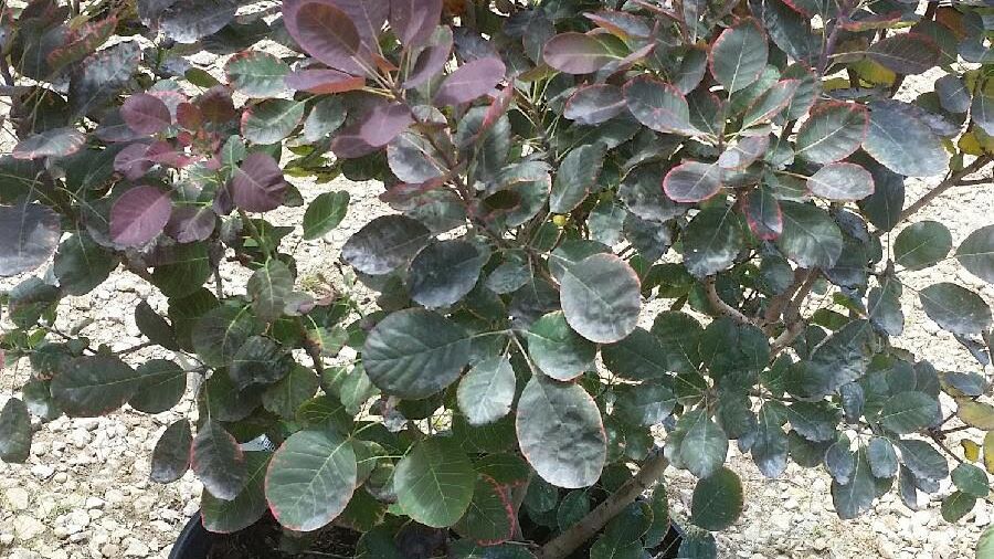 are juul mango pods coming back Amazon.com : Cotinus coggygria: Smoke Tree Seeds : Tree Plants : Patio,  Lawn & Garden