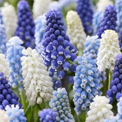 Blue Muscari Bulbs for Planting &amp;ndash; 20 Bulbs for Vibrant Blue Blooms - Effortless Perennial Spring Color for Gardens, Containers &amp;amp; Indoor Displays - Easy Spring Color (20)