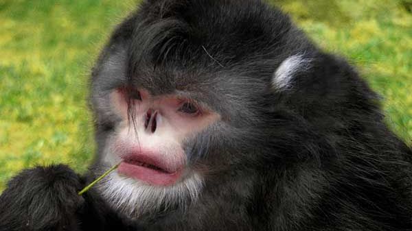 Sneezin' in the Rain: New Monkey Is Discovered | Live Science