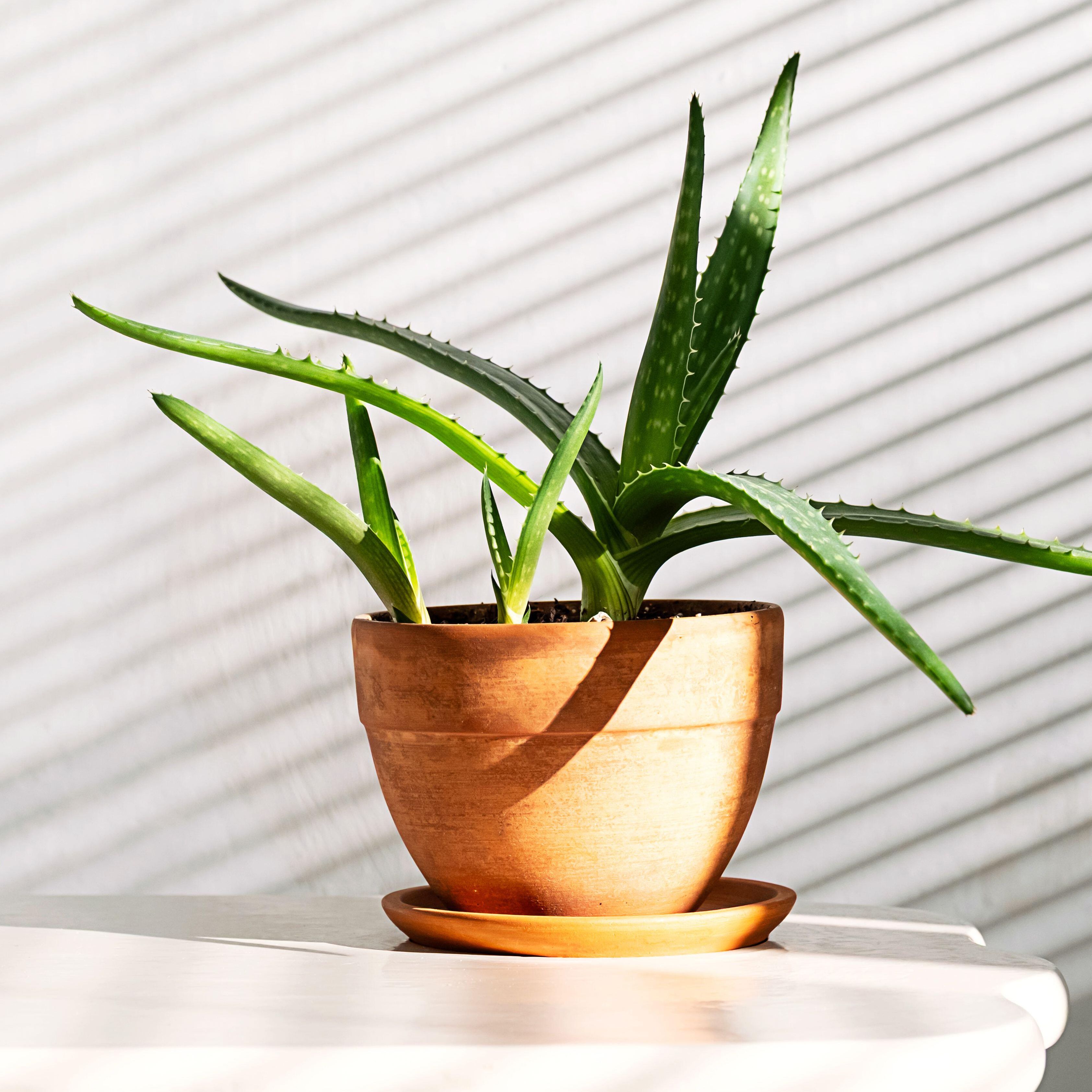 Aloe vera plant in terracotta planter