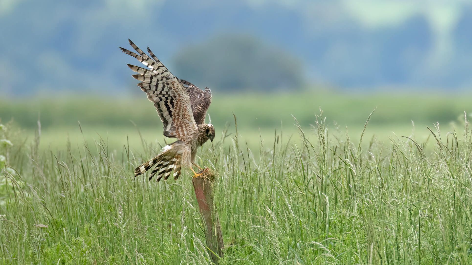 Montagu's harrier.