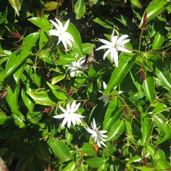 Star Jasmine - 3 Live Plants - Jasminum Nitidum - Fragrant Blooming Evergreen Vine