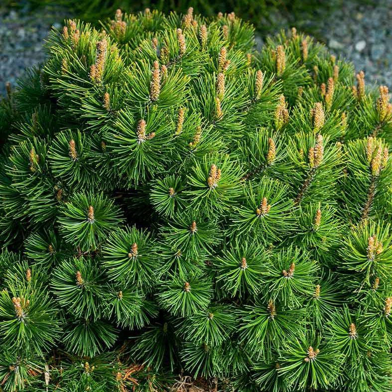 Dwarf Mugo Pine Shrub
