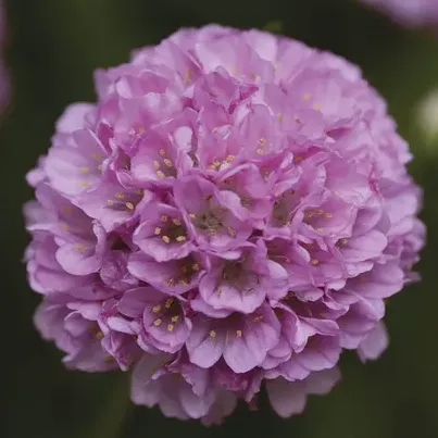 Armeria Dreameria&amp;reg; Sweet Dreams