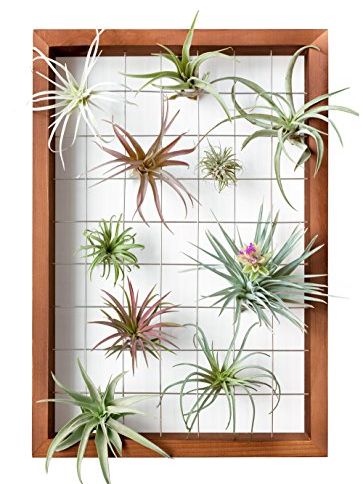 Mkono Air Plant Frame Hanging Airplant Holder Tillandsia Display Hanger Wooden Shelf Wall Decor for House Plants, Succulent, Christma Gifts for Plant Lovers, 16" (plant Not Included)