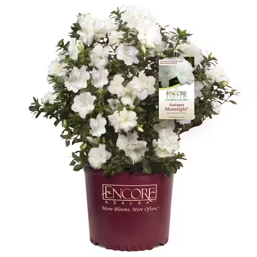 Home Depot, Autumn Moonlight Azalea