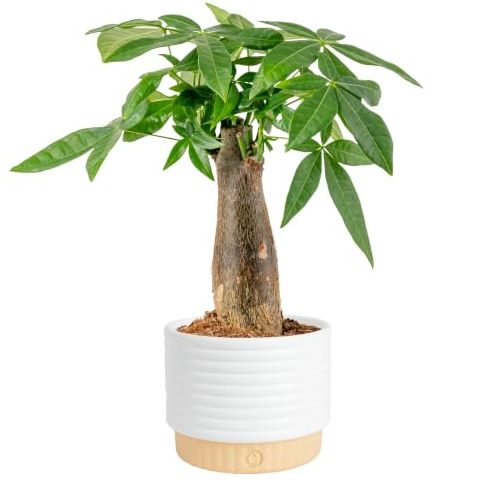 Costa Farms Money Tree, Live Indoor Plant, Easy Care, 10-In. Tall