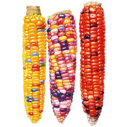 Painted Hill Sweet Corn Seeds