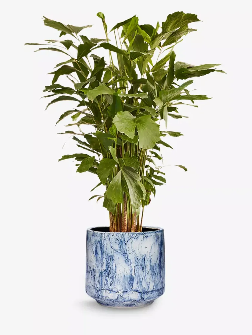 Dorothy the Fishtail Palm in Decorative Pot 100-110cm