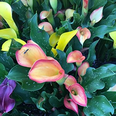 Hybrid Calla Lilies Mixed Value Pack - 5 Bulbs/pkg - Bright Colors Red, Orange, Yellow, Pink