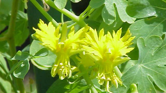 Propagating Canary Vine From Seeds: Learn How To Germinate Canary Creeper  Seeds | Gardening Know How