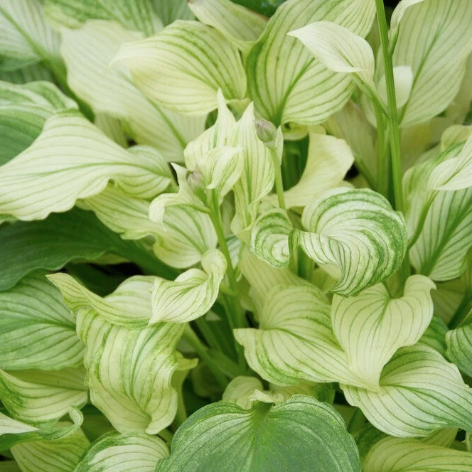 Hosta White Feather
