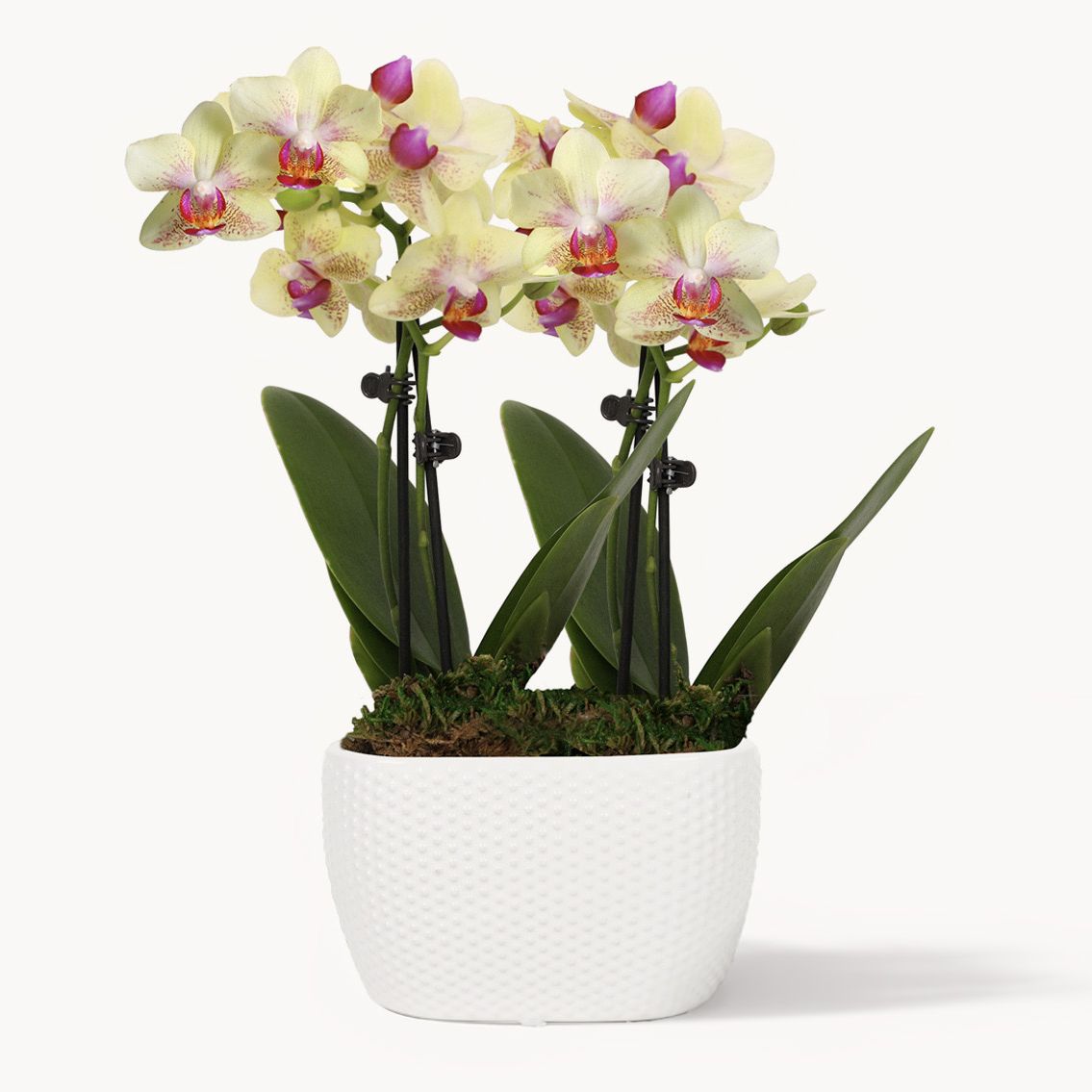 Petite Golden Radiance