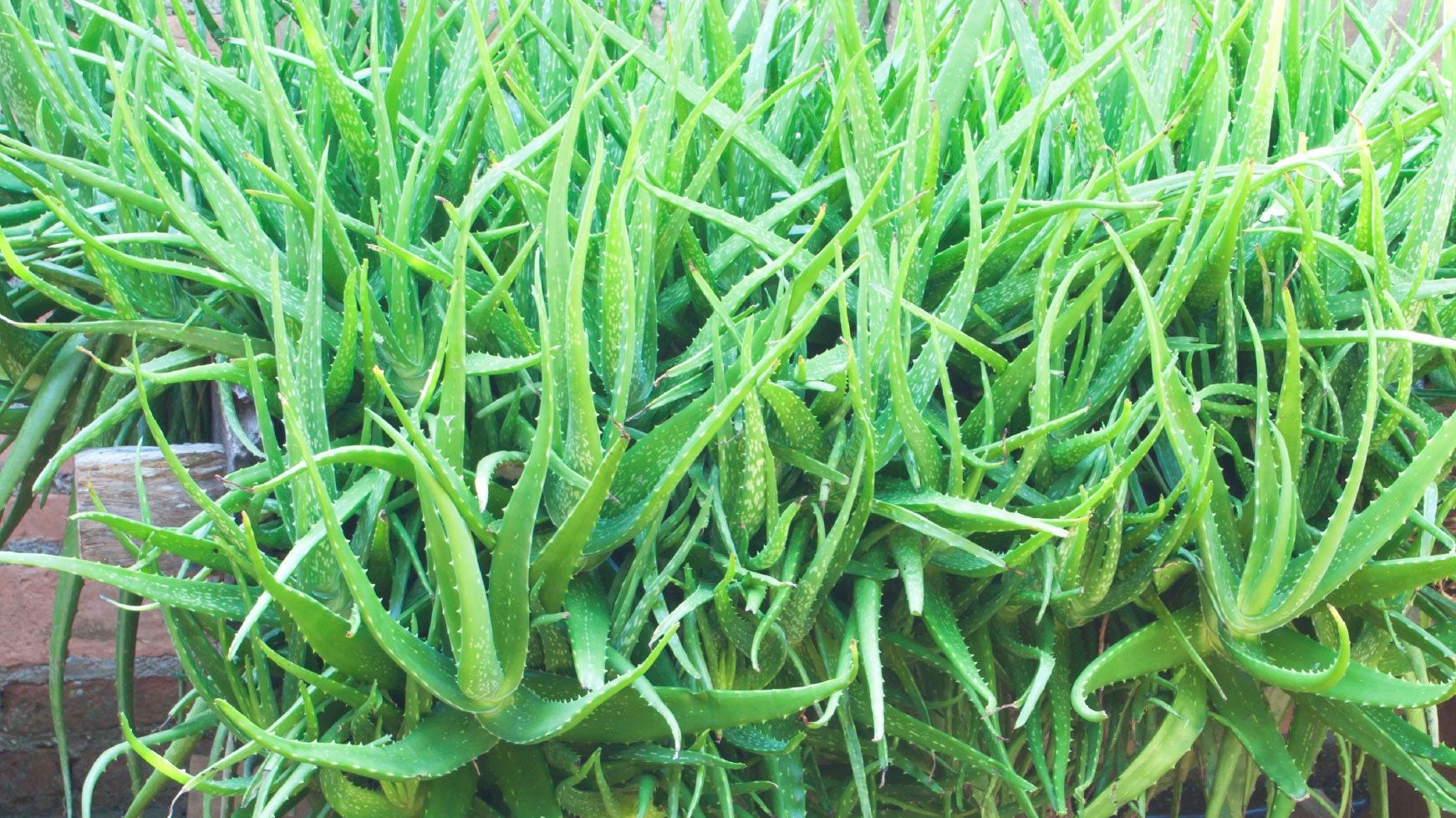 aloe vera gel direkt auf die haut Herbamedicus Aloe Vera Gel 250 ml – Jascana