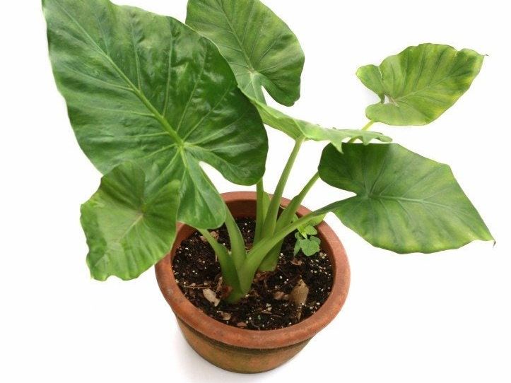 Tips For Growing An Elephant Ear Plant Indoors | Gardening Know How