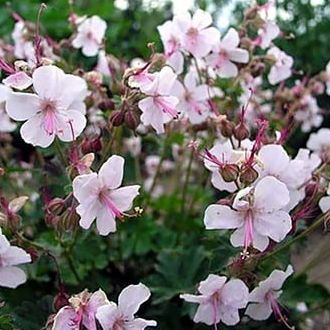 Biokovo Hardy Geranium - Live Plant - Gallon Pot