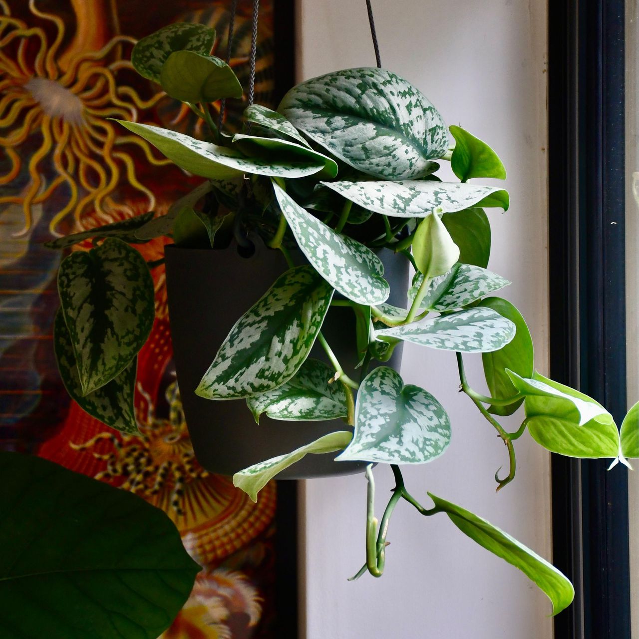satin pothos, Scindapsus pictus &amp;lsquo;Trebie&amp;rsquo; as a house plant