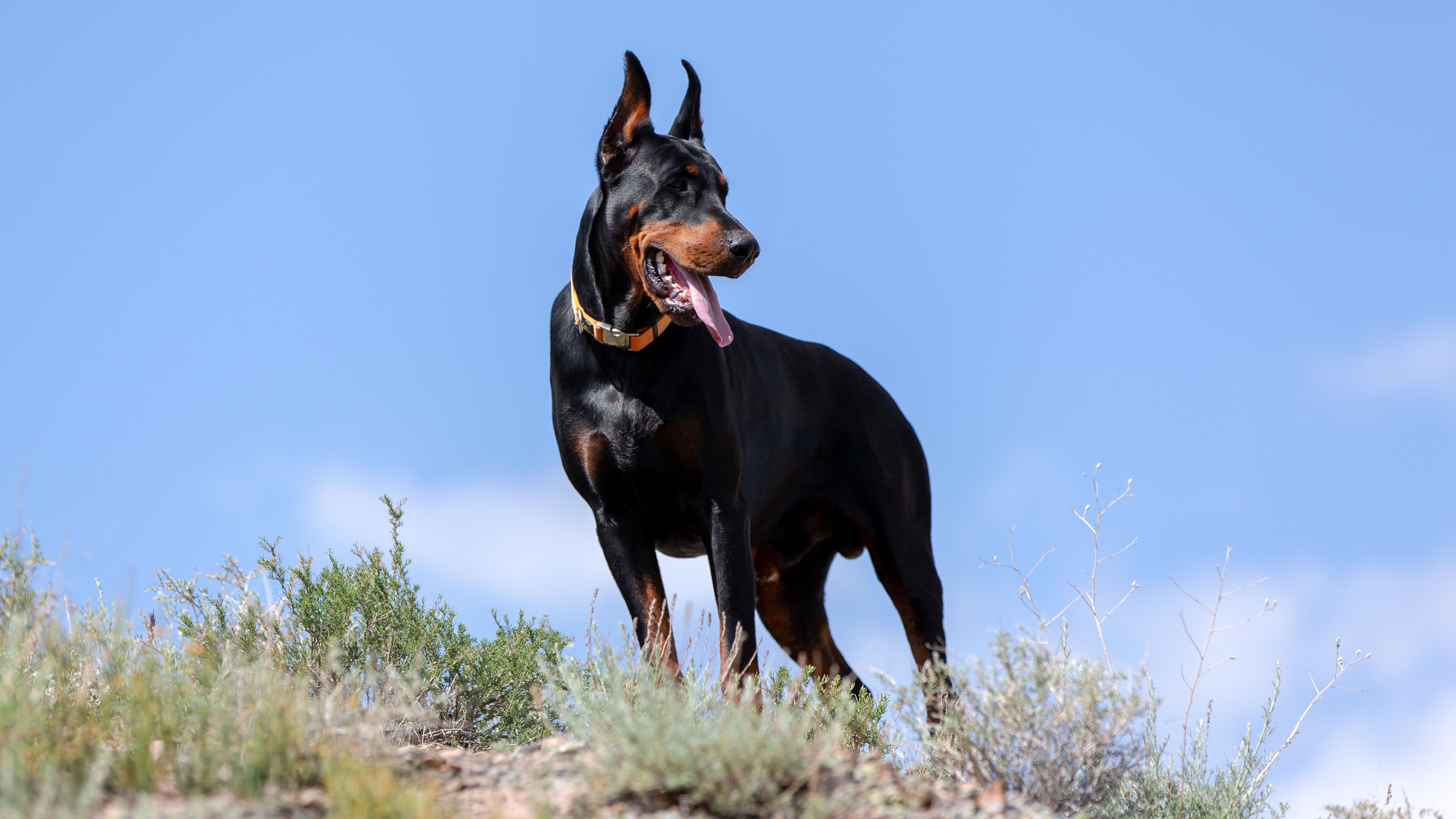 Doberman Pinscher standing on hill looking alert