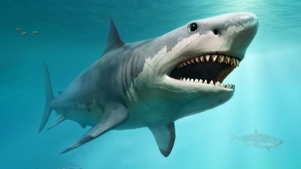 Did Great White Sharks Wipe Out the Giant Megalodon? | Live Science