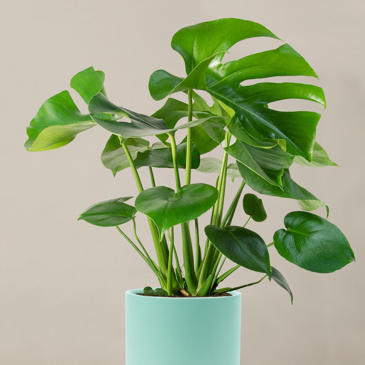 Monstera Swiss Cheese