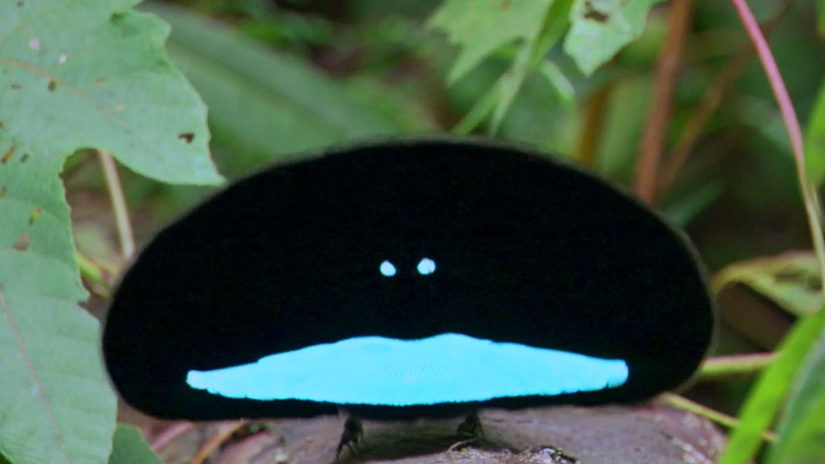 コレクション Hale Pua/ Black Velvet Bird of Paradise コレクション Hale Pua/ Black Velvet Bird of Paradise Species