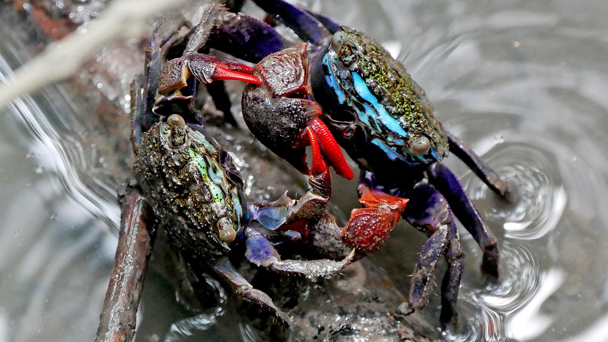 In Your Face! Male Crabs Gloat with 'Victory Dance' | Live Science