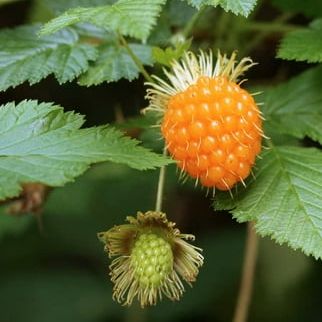50 Salmonberry Bush Seeds - Rubus Spectabilis - Great for Hummingbirds - Salmon Berry