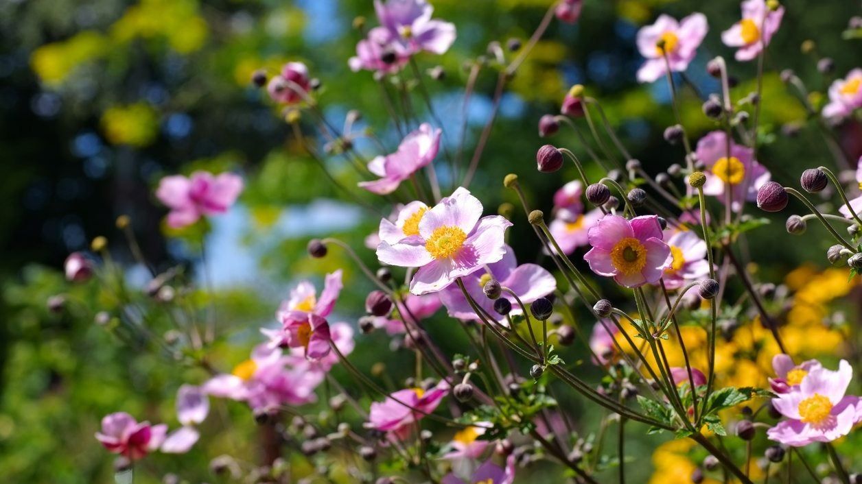 What Is A Japanese Anemone - How To Grow Japanese Anemone Plants
