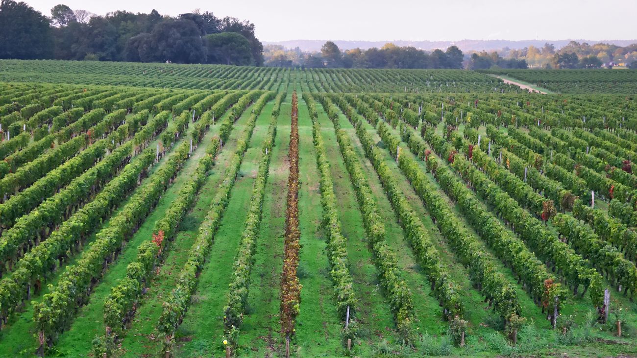 Bordeaux's great dry whites: 16 top 2015 wines | Decanter