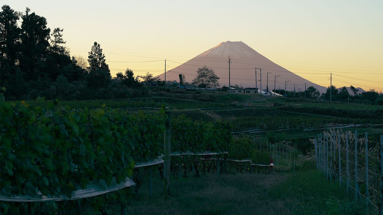 Grace Wine: From the foothills of Mount Fuji | Decanter