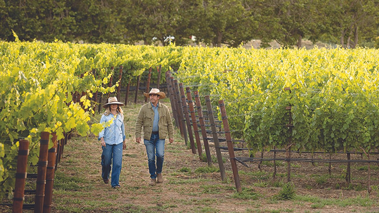 Napa valley: Is grape farming both its new luxury and future