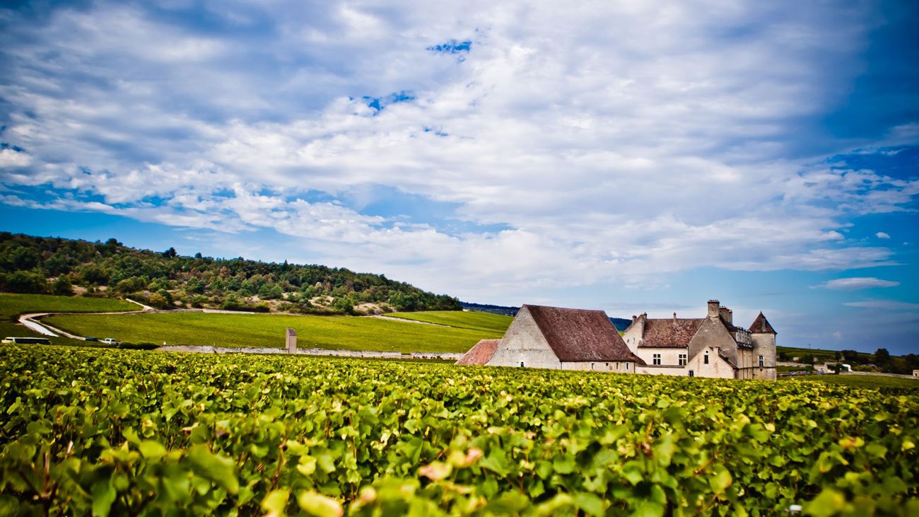 Burgundy: a complete guide to Clos de Vougeot | Decanter