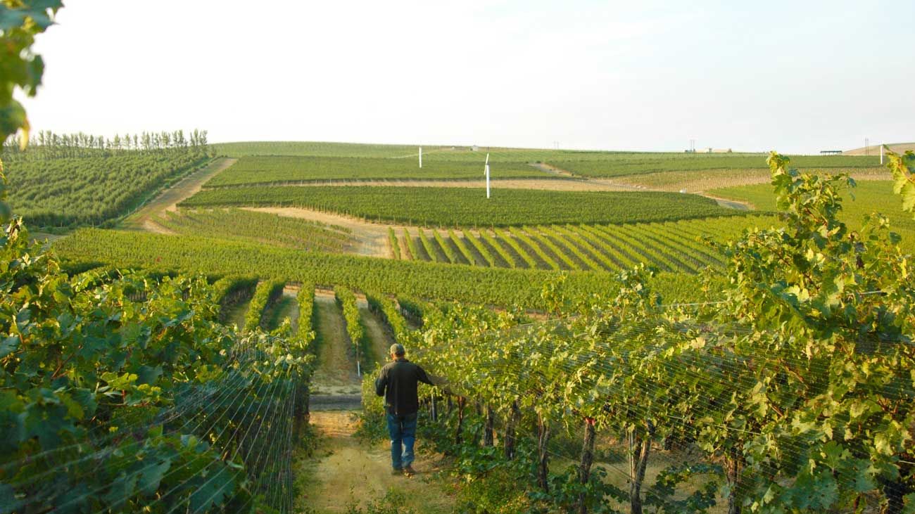 A look at the 2014 vintage in the Columbia Valley | Decanter