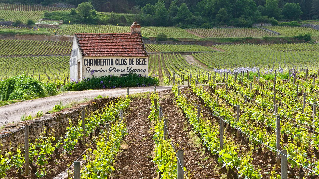 Exploring the grands crus of Gevrey-Chambertin | Decanter
