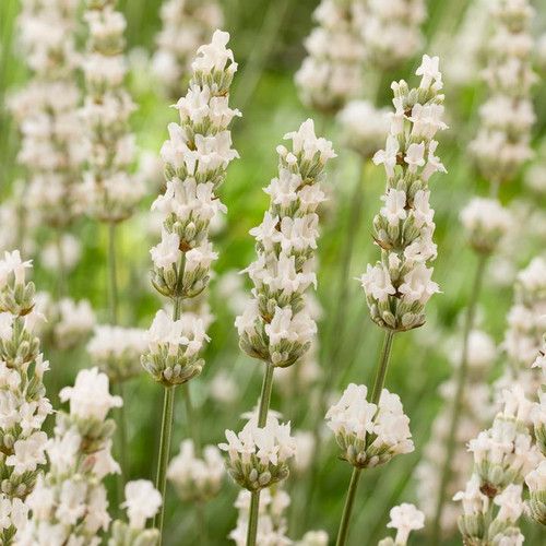 Exceptional&amp;trade; Lavender