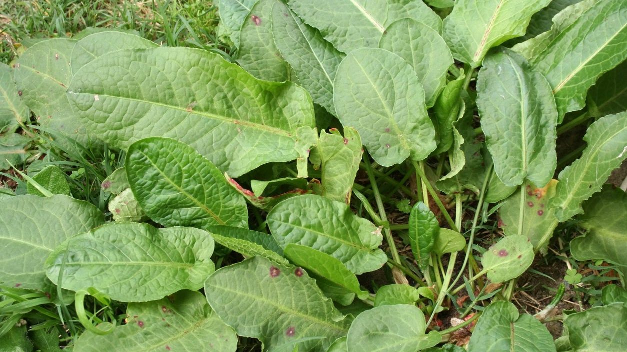 Controlling Curly Dock Spread: Learn About Getting Rid Of Curly Dock Weeds  | Gardening Know How