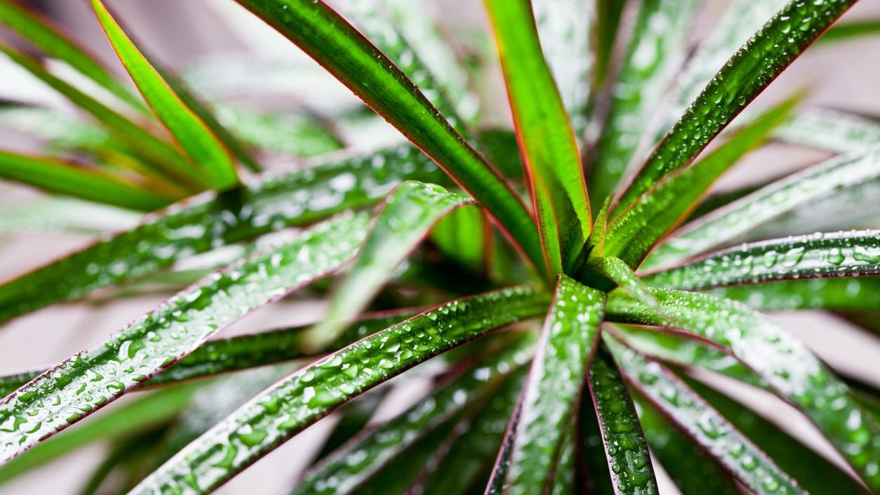 Fun Fact Reddish Red Margined Dracaena Fun Fact
