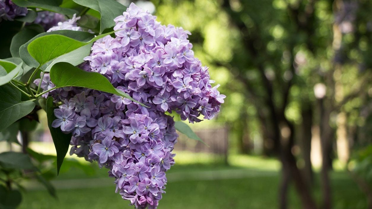 Can Lilacs Grow In Zone 9 - Choosing Zone 9 Lilac Varieties