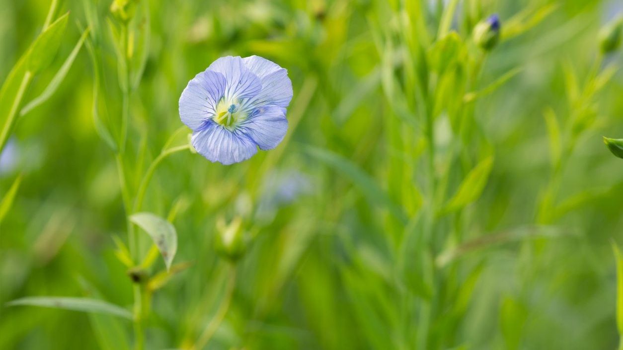 Can I Grow Flaxseed: Learn How To Grow Flaxseed Plants At Home | Gardening  Know How